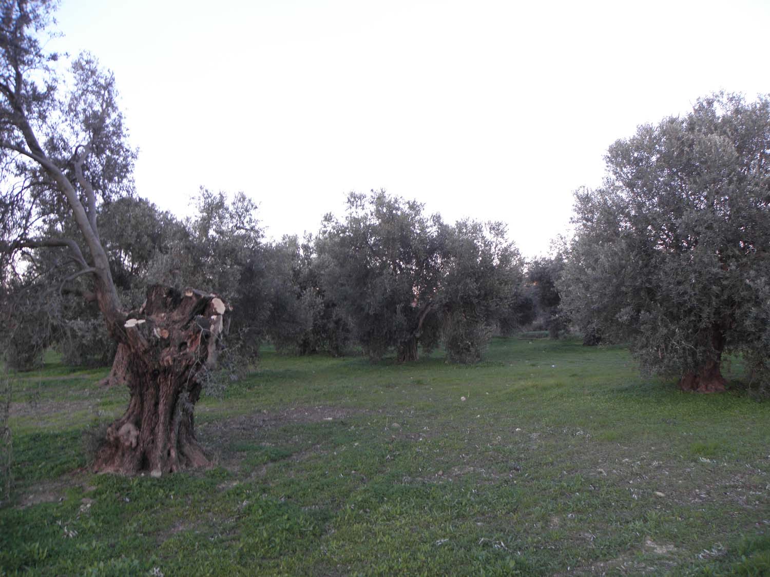 olive_cultivation_3
