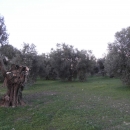 olive_cultivation_3
