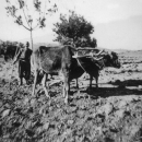 livestock_3