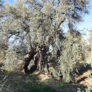 olive_cultivation_2