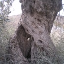 olive_cultivation_5
