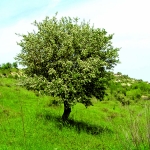 flora_8