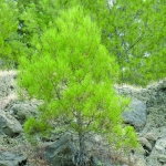 flora_12