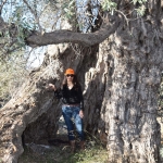 olive_cultivation_1