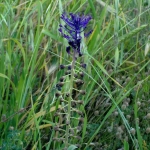 flora_6