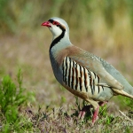 fauna_8