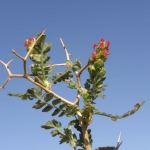 flora_15