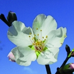 flora_13