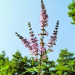 flora_17