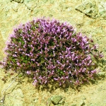 flora_16