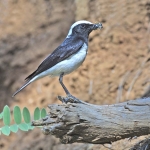 fauna_1