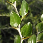 flora_19