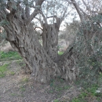olive_cultivation_4