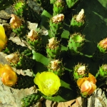 flora_11