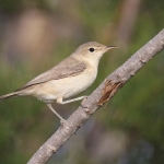fauna_3