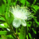 flora_10