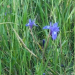 flora_5