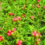 flora_14