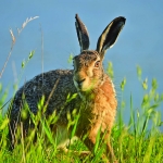 fauna_5