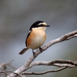 fauna_6
