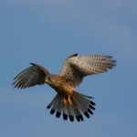 fauna_4