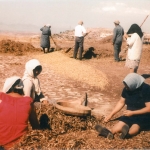 livestock_5