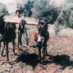 livestock_1