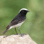 fauna_7