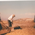 livestock_4