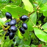 flora_9